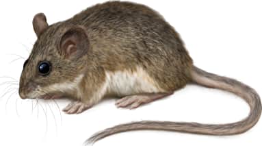 Texas Mouse