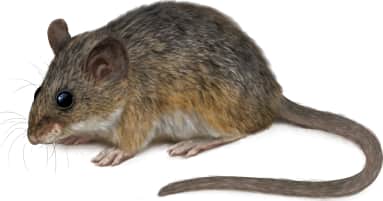 Northern Baja Deer Mouse