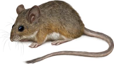 Canyon Mouse