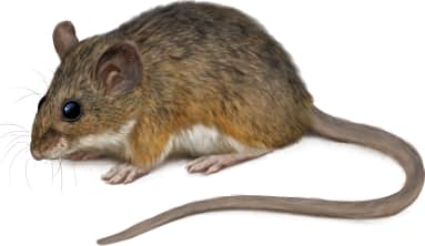 Cactus Mouse