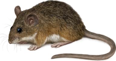 Cotton Mouse