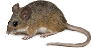 Merriam's PiƱon Mouse