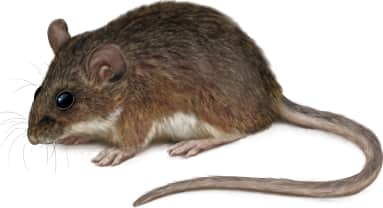 Northwestern Deer Mouse