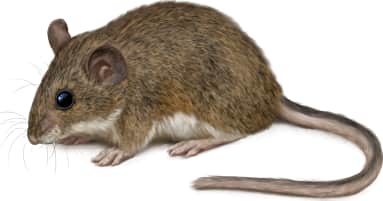 Deer Mouse — Desert Form