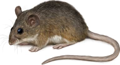 White-footed Mouse
