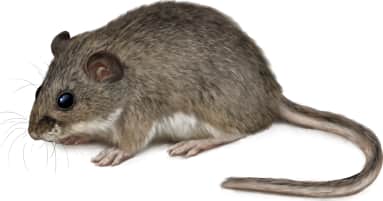 Deer Mouse — Praire Form