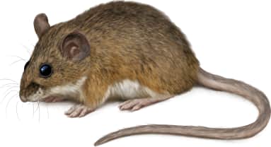 Black-eared Mouse