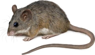 Merriam's Mouse