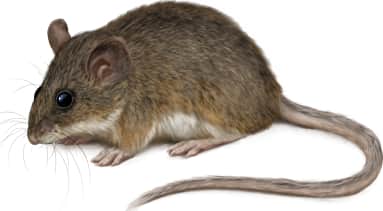 Northern Rock Mouse