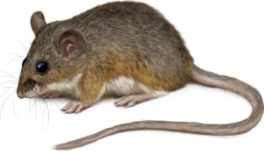 White-ankled Mouse