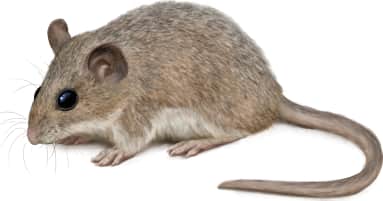 Oldfield Mouse — Costal Form
