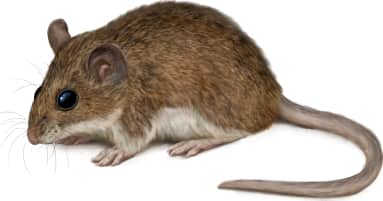 Oldfield Mouse