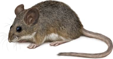 Pinyon Mouse