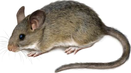 White-throated Woodrat