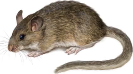 Bushy-tailed Woodrat