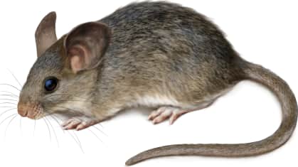 Arizona Woodrat