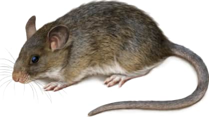Eastern Woodrat