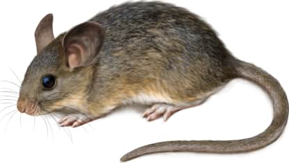 Desert Woodrat