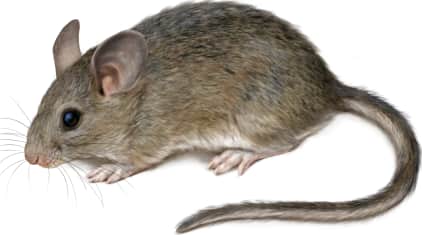 White-toothed Woodrat