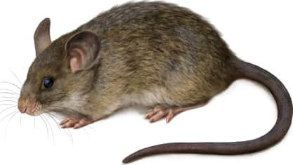 Big-eared Woodrat