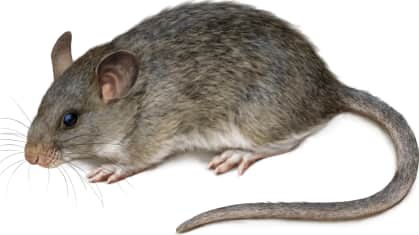 Allegheny Woodrat
