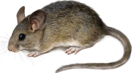 Mexican Woodrat