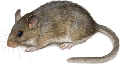 Stephens's Woodrat