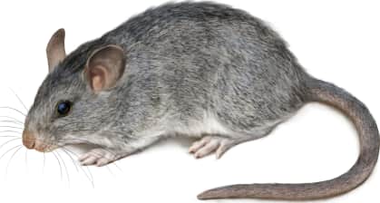 Southern Plains Woodrat