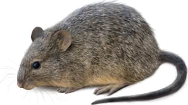 Tawny-bellied Cotton Rat