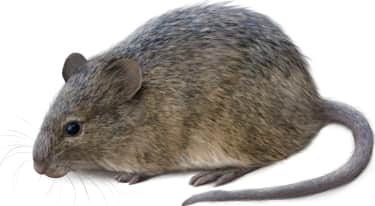 Arizona Cotton Rat