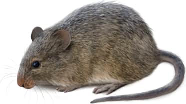 Yellow-nosed Cotton Rat