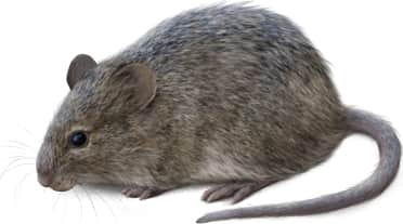Hispid Cotton Rat