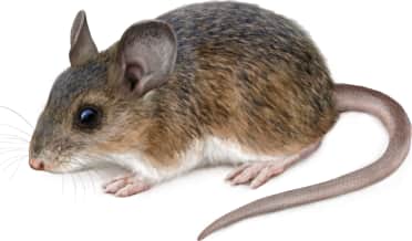 Florida Mouse