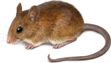 Golden Mouse