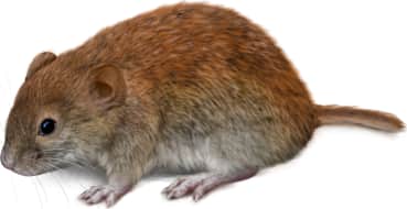 Northern Red-backed Vole
