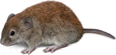 Southern Red-backed Vole