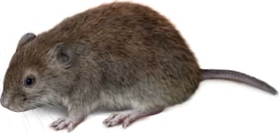 Western Red-backed Vole