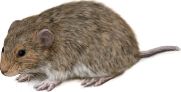 Eastern Heather Vole