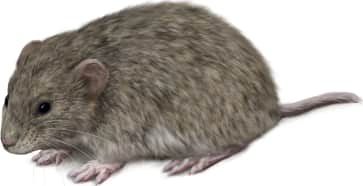 Western Heather Vole