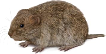 Northern Bog Lemming