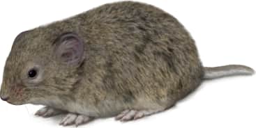 Sagebrush Vole