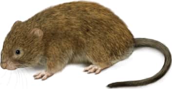 Red Tree Vole