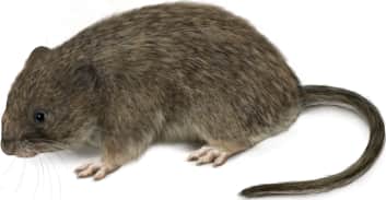 White-footed Vole