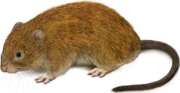 Sonoma Tree Vole