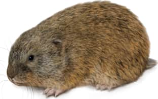 Brown Lemming