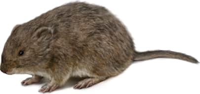 Tundra Vole