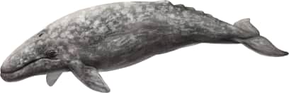 Grey Whale