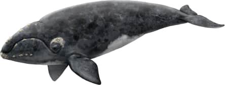North Atlantic Right Whale