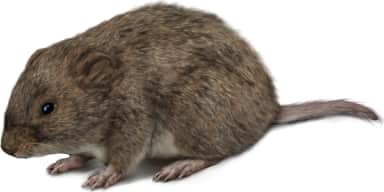 California Vole