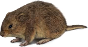 Insular Vole